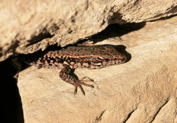 Duvardaki Kertenkele, Wartberg, Heilbronn, Almanya, Avrupa