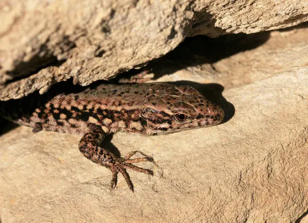 Duvardaki Kertenkele, Wartberg, Heilbronn, Almanya, Avrupa