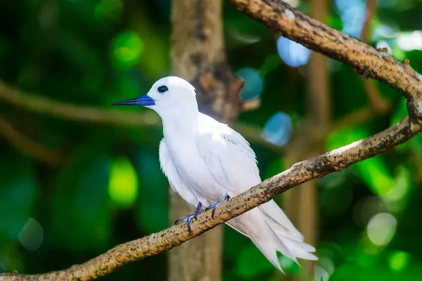 White Tern ya da Fairy Tern (Gygis alba) Kuzen Adası, Seyşeller, Hint Okyanusu, Afrika