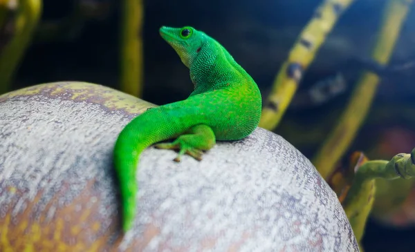 Hindistancevizi, Praslin, Seyşel Adaları, Hint Okyanusu, Afrika 'da Taggecko, Seyşel Devi (Phelsuma sundbergi).