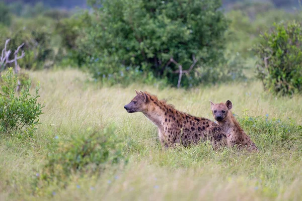 İki Benekli Sırtlan Tsavo Doğu Ulusal Parkı, Kenya, Afrika
