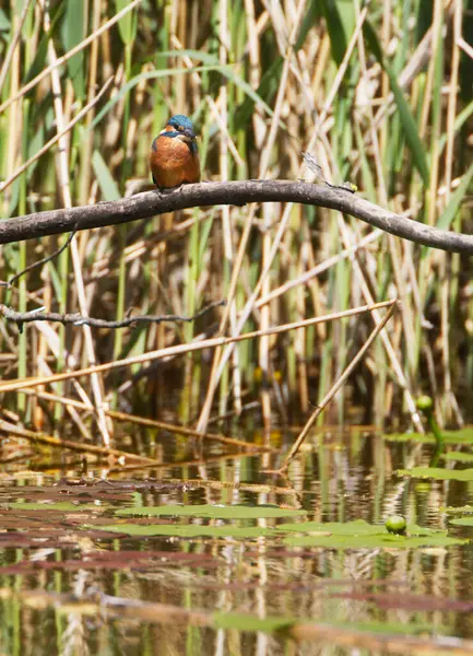 stock image A Common Kingfisher (alcedo atthis) in the Reed, Heilbronn, Germany