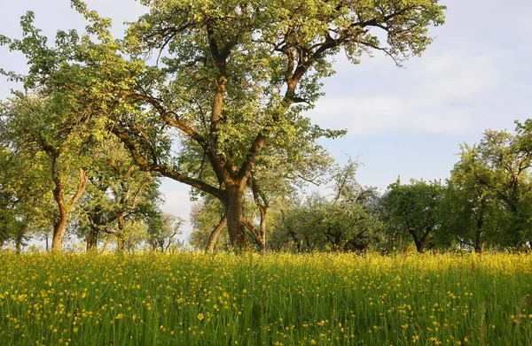 Kahve çekirdekleri ve bir fincan kahve.