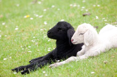 Bir yüz karası bir beyaz koyun hendekte yatıyor.