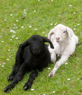 Bir yüz karası bir beyaz koyun hendekte yatıyor.