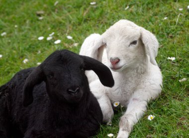 Bir yüz karası bir beyaz koyun hendekte yatıyor.