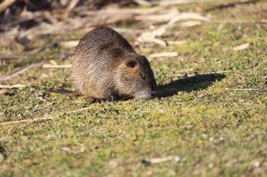 Nutria (miyocastor coypus) Almanya 'nın Heilbronn kentinde bir parkta