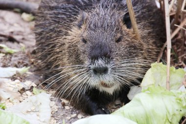 Almanya 'da bir parkta Nutria (miyocastor coypus)