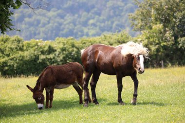 Bir at ve bir eşek çayırda.