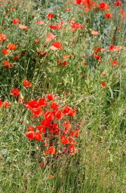Yazın Gelincik Tarlası.