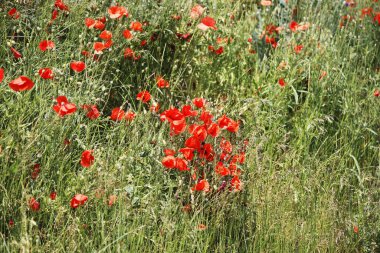 Yazın Gelincik Tarlası.