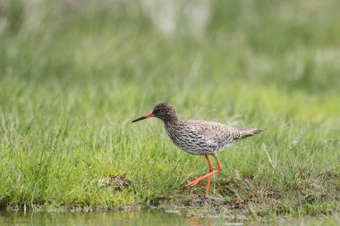 Gıda, Peninsula Nordstrand, Almanya ve Avrupa 'yı arayan bir Redshank (Tringa tetanos)