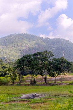 Güzel manzara, Ko Samui, Tayland, Asya