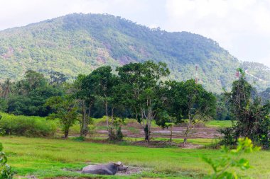 Güzel manzara, Ko Samui, Tayland, Asya
