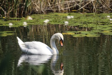 Ziegeleipark, Heilbronn, Almanya ve Avrupa 'da Dilsiz Kuğu (cygnus olor).
