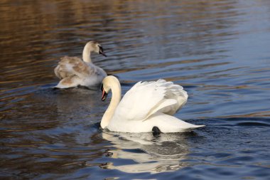 Ziegeleipark, Heilbronn, Almanya 'da Dilsiz Kuğu (cygnus olor)