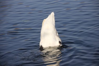 Ziegeleipark, Heilbronn, Almanya 'da Dilsiz Kuğu (cygnus olor)