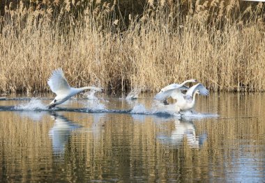 Ziegeleipark, Heilbronn, Almanya 'da Dilsiz Kuğu (cygnus olor)