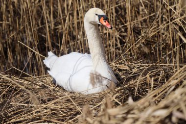 Ziegeleipark, Heilbronn, Almanya ve Avrupa 'da Dilsiz Kuğu (cygnus olor)