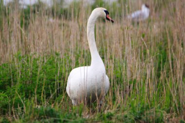 Peninsula Nordstrand, Almanya ve Avrupa 'da Dilsiz Kuğu (cygnus olor)