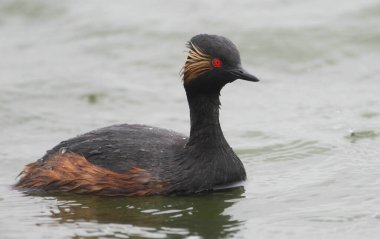 Bir gölde, Almanya 'da, Avrupa' da siyah boyunlu bir yunus