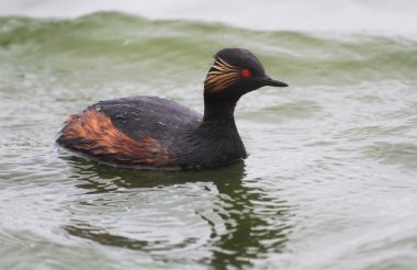 Bir gölde, Almanya 'da, Avrupa' da siyah boyunlu bir yunus