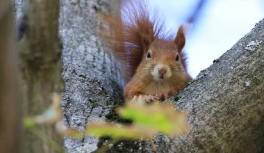 Ağaçta kırmızı bir sincap
