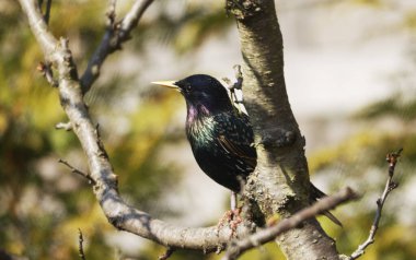 Bahçedeki ağaçta bir sığırcık