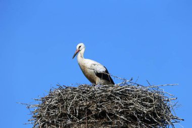 Almanya 'nın kuzeyinde Schleswig-Holstein eyâletinde, Bergenhusen köyündeki yuvasında bir Beyaz Leylek.