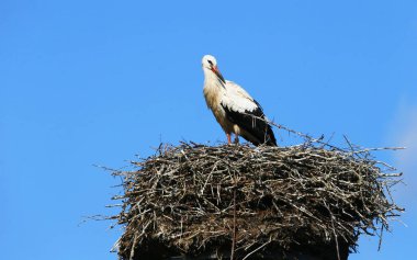Almanya 'nın kuzeyinde Schleswig-Holstein eyâletinde, Bergenhusen köyündeki yuvasında bir Beyaz Leylek.