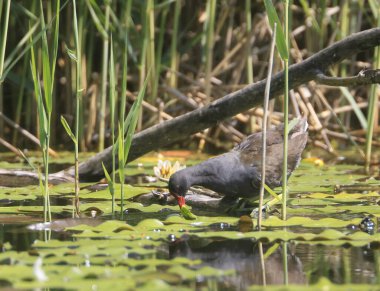 Parktaki Moorhen, Ziegeleipark, Heilbronn, Almanya, Avrupa.