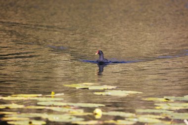Parktaki Moorhen, Ziegeleipark, Heilbronn, Almanya, Avrupa