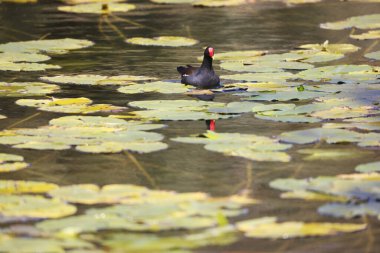 Parktaki Moorhen, Ziegeleipark, Heilbronn, Almanya, Avrupa