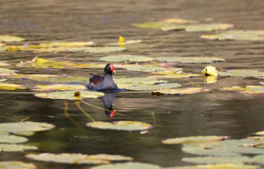 Parktaki Moorhen, Ziegeleipark, Heilbronn, Almanya, Avrupa