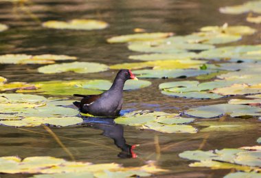 Parktaki Moorhen, Ziegeleipark, Heilbronn, Almanya, Avrupa