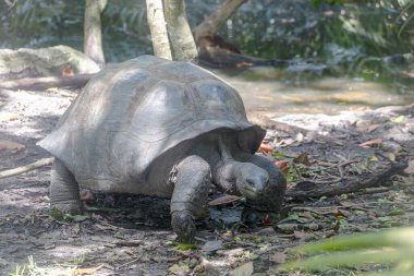 Bir Aldabra dev kaplumbağası (dipsochelys gigantea), Curieuse Adası, Seyşeller, Hint Okyanusu, Afrika.