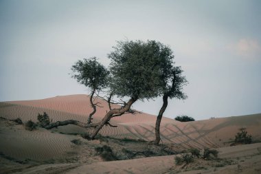 The Desert in Ras al Khaimah, United Arab Emirates, Asia 
