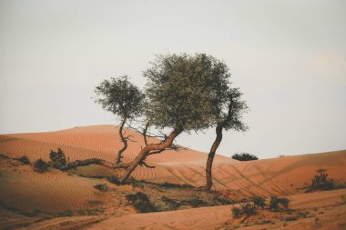 The Desert in Ras al Khaimah, United Arab Emirates, Asia 