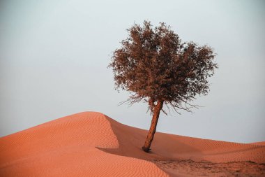 The Desert in Ras al Khaimah, United Arab Emirates, Asia 