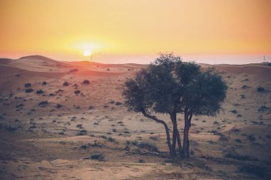 The Desert in Ras al Khaimah, United Arab Emirates, Asia 