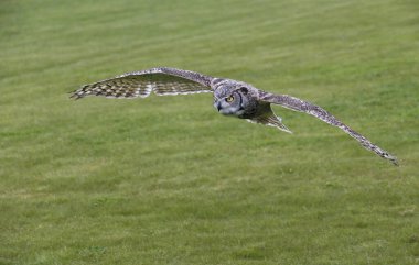 Kartal Baykuş (bubo bubo) kameraya bakıyor