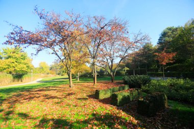 Kahve çekirdekleri ve bir fincan kahve.