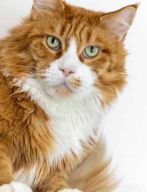 Cat - Oturma odasında bir rakun.