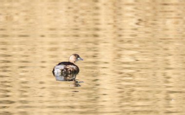 A Little Grebe in a Park, Ziegeleipark, Heilbronn, Germany