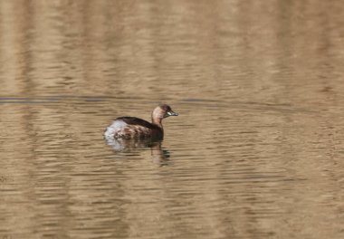 A Little Grebe in a Park, Ziegeleipark, Heilbronn, Germany