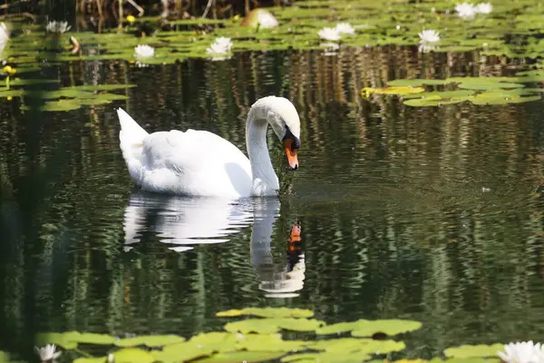 Ziegeleipark, Heilbronn, Almanya ve Avrupa 'da Dilsiz Kuğu (cygnus olor).