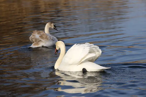 Ziegeleipark, Heilbronn, Almanya 'da Dilsiz Kuğu (cygnus olor)