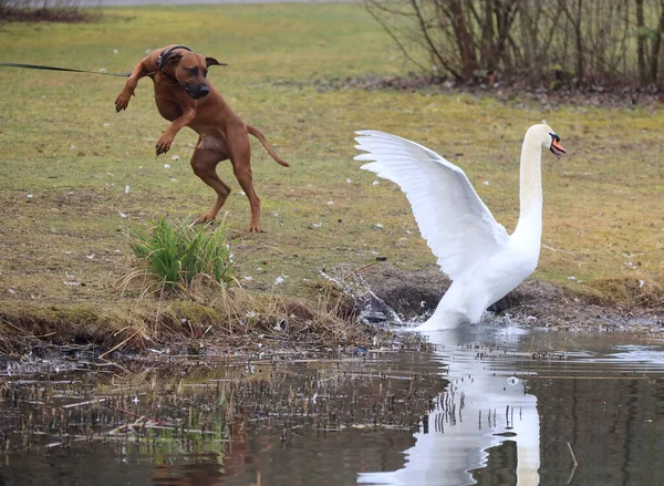 Ziegeleipark, Heilbronn, Almanya ve Avrupa 'da Dilsiz Kuğu (cygnus olor)