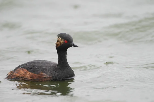 stock image A black-necked Grebe in a Lake, Germany, Europe