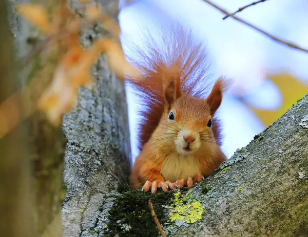 Ağaçta kırmızı bir sincap